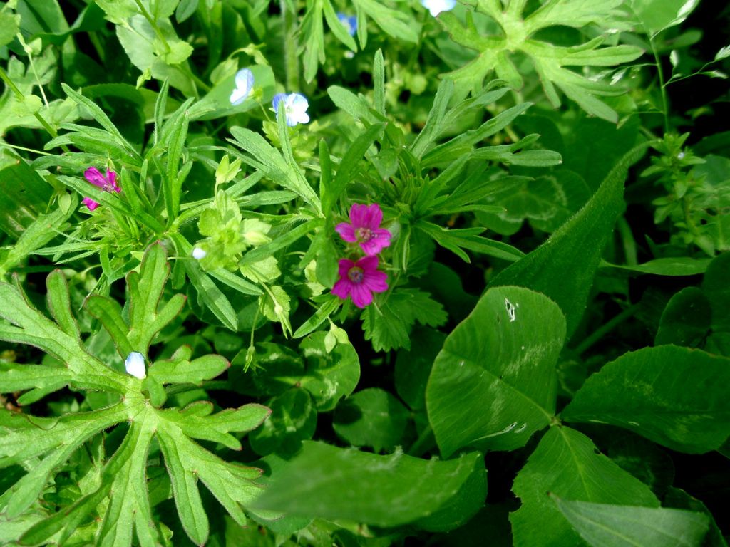 Geranium dissectum